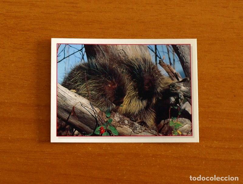 Coleccionismo Cromos antiguos: Cachorros - Baby Animals - N&ordm; 125 - Editorial Panini A&ntilde;o 1997 - Cromo Adhesivo Nunca Pegado