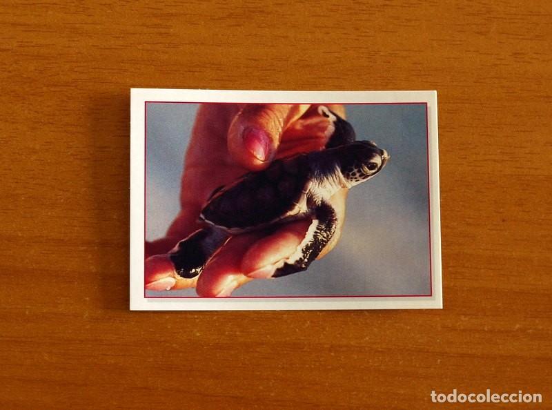 Coleccionismo Cromos antiguos: Cachorros - Baby Animals - N&ordm; 126 - Editorial Panini A&ntilde;o 1997 - Cromo Adhesivo Nunca Pegado