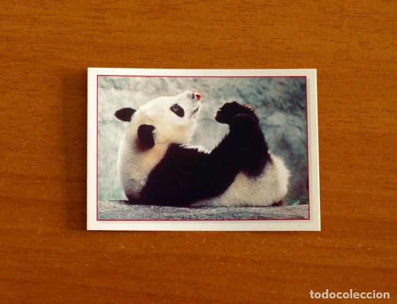 Coleccionismo Cromos antiguos: Cachorros - Baby Animals - N&ordm; 130 - Editorial Panini A&ntilde;o 1997 - Cromo Adhesivo Nunca Pegado