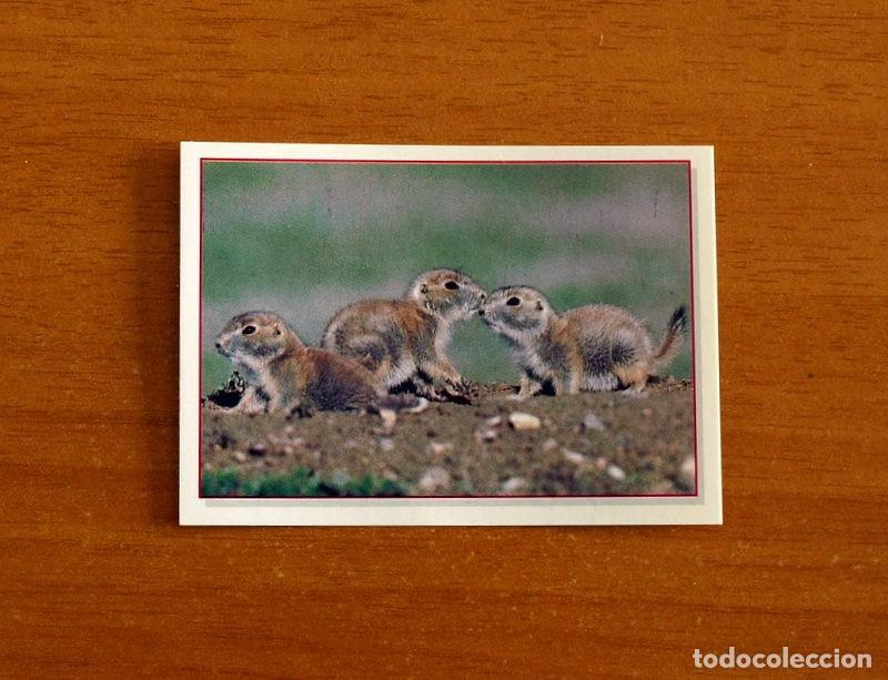 Coleccionismo Cromos antiguos: Cachorros - Baby Animals - N&ordm; 133 - Editorial Panini A&ntilde;o 1997 - Cromo Adhesivo Nunca Pegado