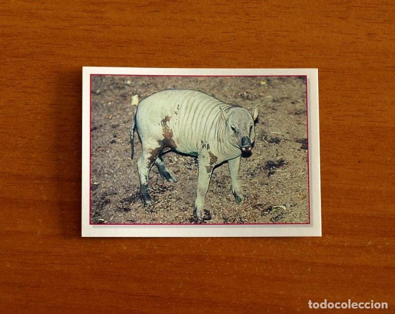 Coleccionismo Cromos antiguos: Cachorros - Baby Animals - N&ordm; 138 - Editorial Panini A&ntilde;o 1997 - Cromo Adhesivo Nunca Pegado