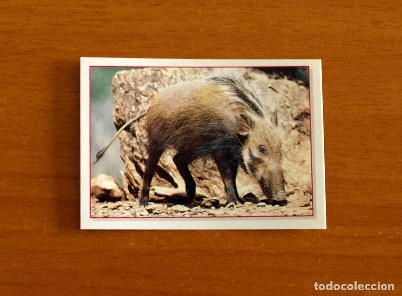 Coleccionismo Cromos antiguos: Cachorros - Baby Animals - N&ordm; 139 - Editorial Panini A&ntilde;o 1997 - Cromo Adhesivo Nunca Pegado