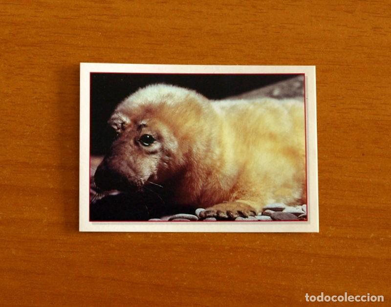 Coleccionismo Cromos antiguos: Cachorros - Baby Animals - N&ordm; 141 - Editorial Panini A&ntilde;o 1997 - Cromo Adhesivo Nunca Pegado
