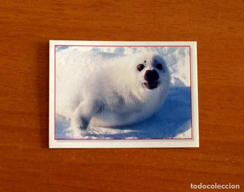 Coleccionismo Cromos antiguos: Cachorros - Baby Animals - N&ordm; 142 - Editorial Panini A&ntilde;o 1997 - Cromo Adhesivo Nunca Pegado