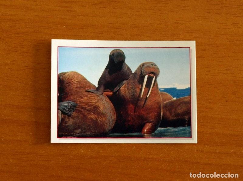 Coleccionismo Cromos antiguos: Cachorros - Baby Animals - N&ordm; 143 - Editorial Panini A&ntilde;o 1997 - Cromo Adhesivo Nunca Pegado