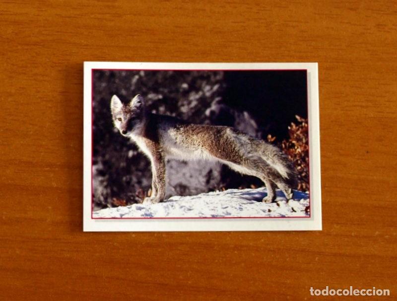 Coleccionismo Cromos antiguos: Cachorros - Baby Animals - N&ordm; 145 - Editorial Panini A&ntilde;o 1997 - Cromo Adhesivo Nunca Pegado