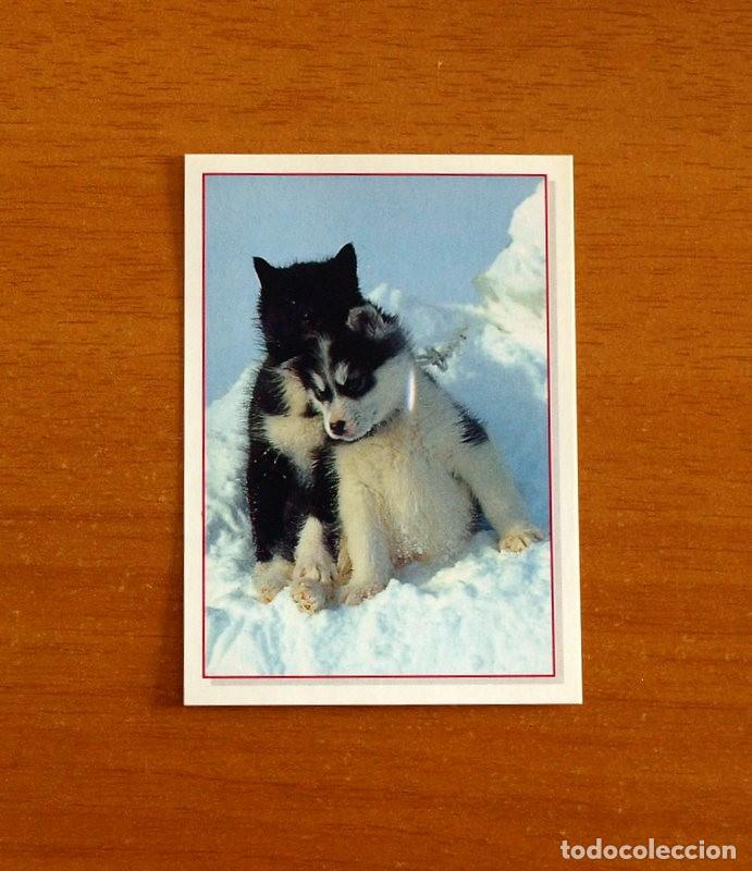 Coleccionismo Cromos antiguos: Cachorros - Baby Animals - N&ordm; 147 - Editorial Panini A&ntilde;o 1997 - Cromo Adhesivo Nunca Pegado