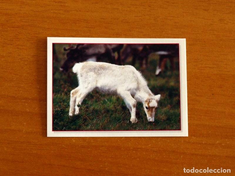 Coleccionismo Cromos antiguos: Cachorros - Baby Animals - N&ordm; 150 - Editorial Panini A&ntilde;o 1997 - Cromo Adhesivo Nunca Pegado