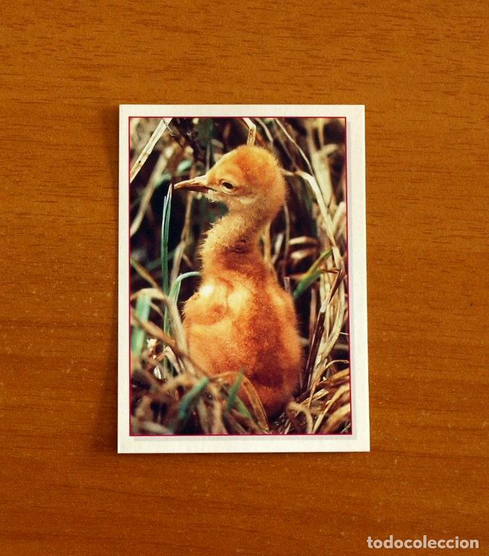 Coleccionismo Cromos antiguos: Cachorros - Baby Animals - N&ordm; 153 - Editorial Panini A&ntilde;o 1997 - Cromo Adhesivo Nunca Pegado