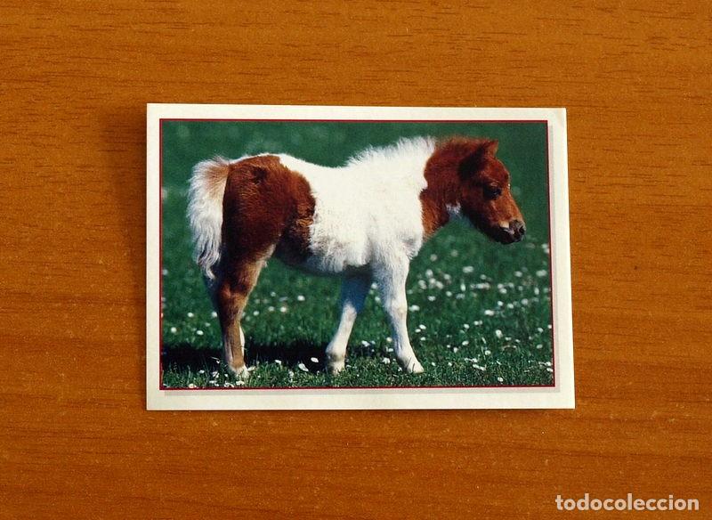 Coleccionismo Cromos antiguos: Cachorros - Baby Animals - N&ordm; 157 - Editorial Panini A&ntilde;o 1997 - Cromo Adhesivo Nunca Pegado