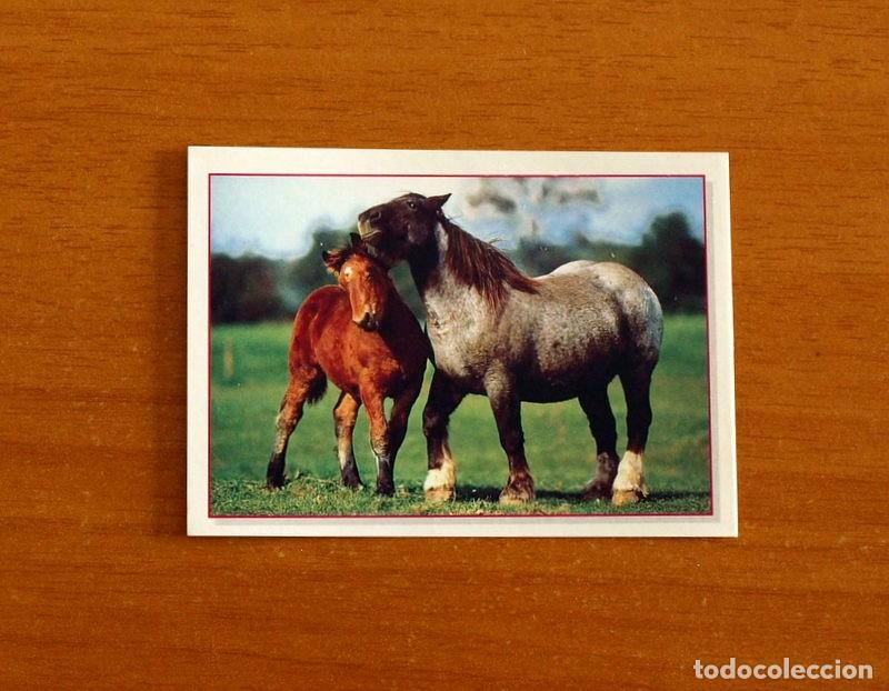 Coleccionismo Cromos antiguos: Cachorros - Baby Animals - N&ordm; 159 - Editorial Panini A&ntilde;o 1997 - Cromo Adhesivo Nunca Pegado