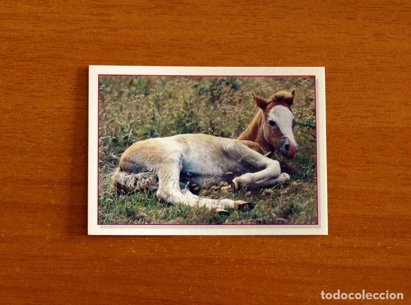 Coleccionismo Cromos antiguos: Cachorros - Baby Animals - N&ordm; 161 - Editorial Panini A&ntilde;o 1997 - Cromo Adhesivo Nunca Pegado