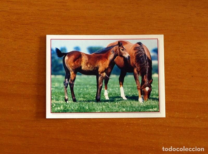 Coleccionismo Cromos antiguos: Cachorros - Baby Animals - N&ordm; 162 - Editorial Panini A&ntilde;o 1997 - Cromo Adhesivo Nunca Pegado