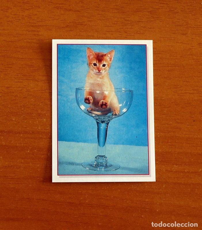 Coleccionismo Cromos antiguos: Cachorros - Baby Animals - N&ordm; 163 - Editorial Panini A&ntilde;o 1997 - Cromo Adhesivo Nunca Pegado