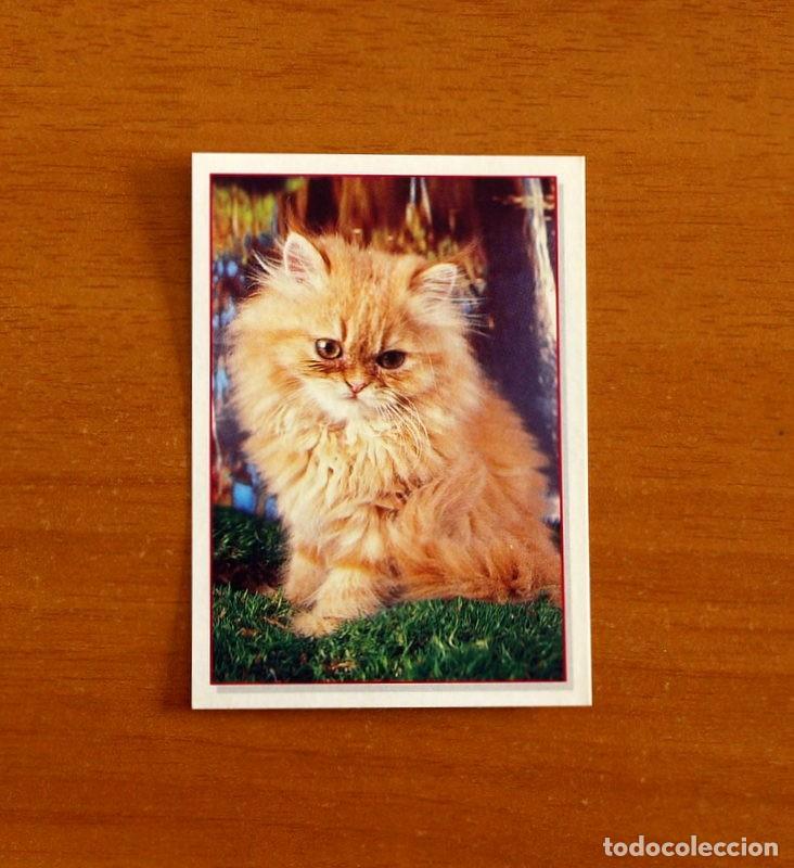 Coleccionismo Cromos antiguos: Cachorros - Baby Animals - N&ordm; 164 - Editorial Panini A&ntilde;o 1997 - Cromo Adhesivo Nunca Pegado