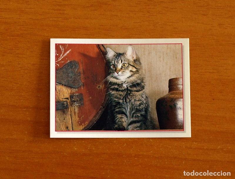 Coleccionismo Cromos antiguos: Cachorros - Baby Animals - N&ordm; 165 - Editorial Panini A&ntilde;o 1997 - Cromo Adhesivo Nunca Pegado
