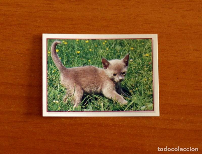 Coleccionismo Cromos antiguos: Cachorros - Baby Animals - N&ordm; 166 - Editorial Panini A&ntilde;o 1997 - Cromo Adhesivo Nunca Pegado