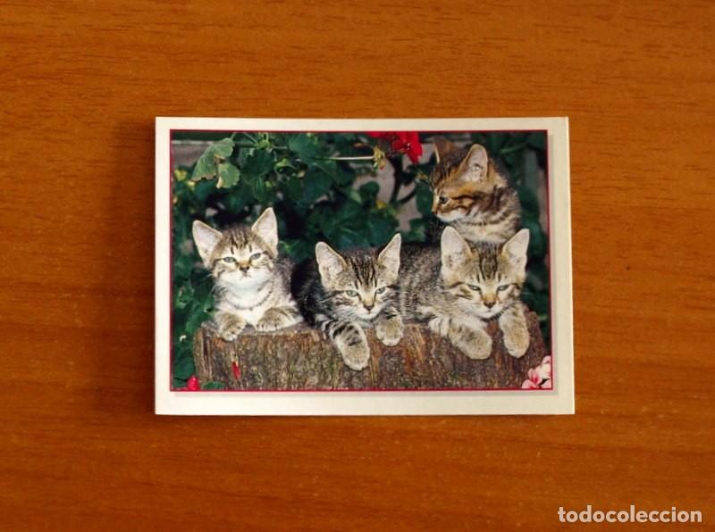 Coleccionismo Cromos antiguos: Cachorros - Baby Animals - N&ordm; 168 - Editorial Panini A&ntilde;o 1997 - Cromo Adhesivo Nunca Pegado