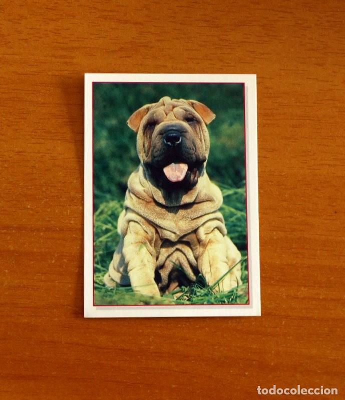 Coleccionismo Cromos antiguos: Cachorros - Baby Animals - N&ordm; 171 - Editorial Panini A&ntilde;o 1997 - Cromo Adhesivo Nunca Pegado