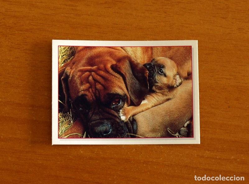Coleccionismo Cromos antiguos: Cachorros - Baby Animals - N&ordm; 172 - Editorial Panini A&ntilde;o 1997 - Cromo Adhesivo Nunca Pegado
