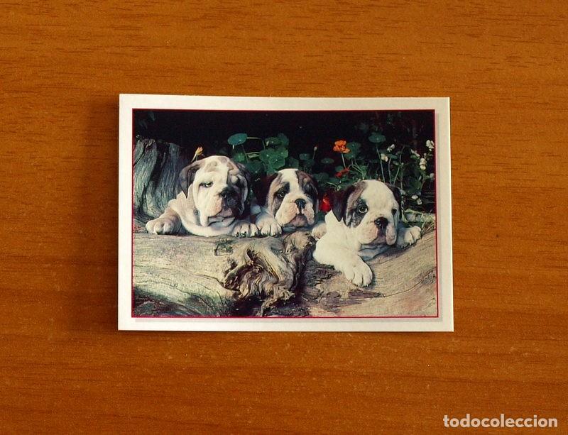 Coleccionismo Cromos antiguos: Cachorros - Baby Animals - N&ordm; 173 - Editorial Panini A&ntilde;o 1997 - Cromo Adhesivo Nunca Pegado