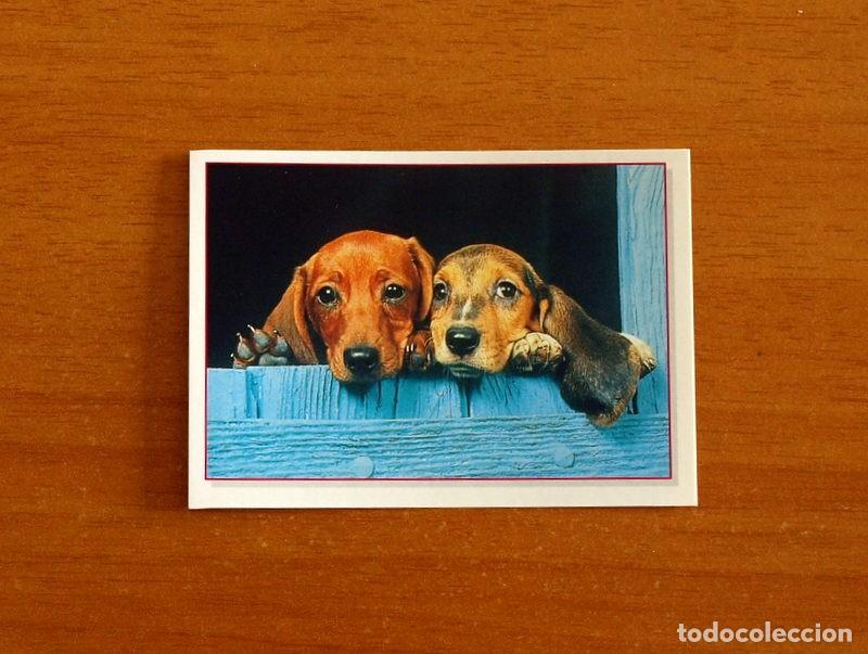 Coleccionismo Cromos antiguos: Cachorros - Baby Animals - N&ordm; 174 - Editorial Panini A&ntilde;o 1997 - Cromo Adhesivo Nunca Pegado