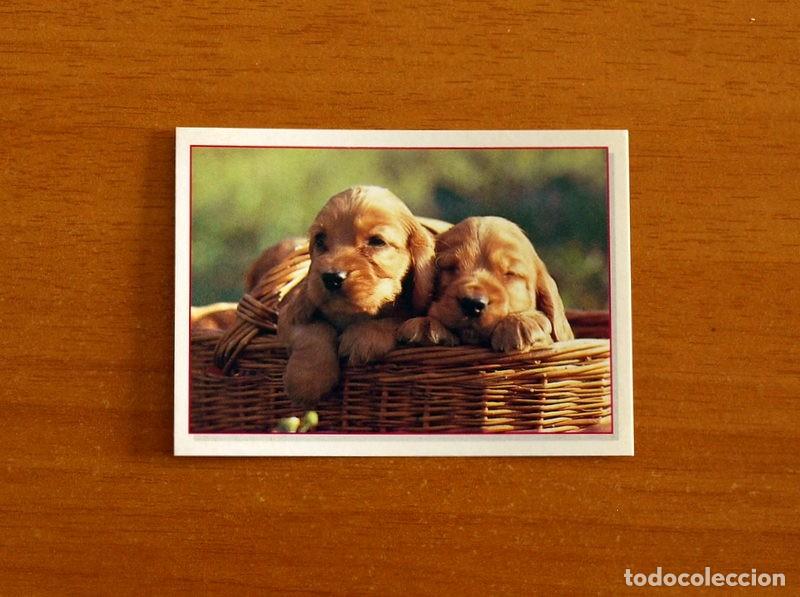 Coleccionismo Cromos antiguos: Cachorros - Baby Animals - N&ordm; 175 - Editorial Panini A&ntilde;o 1997 - Cromo Adhesivo Nunca Pegado