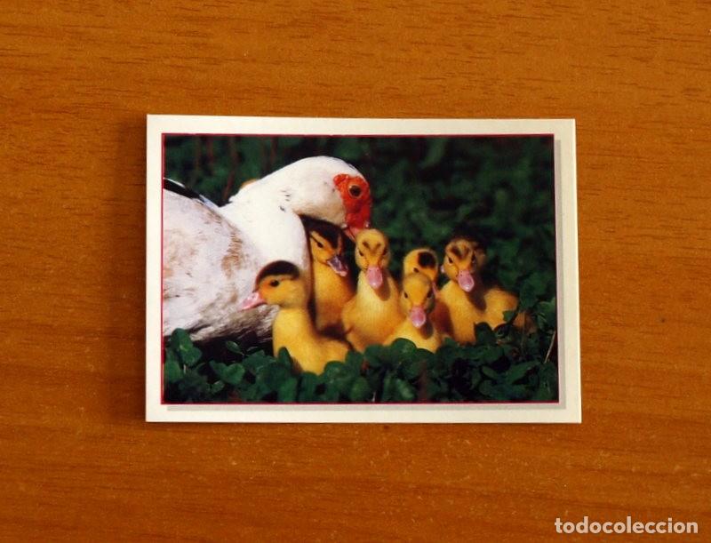 Coleccionismo Cromos antiguos: Cachorros - Baby Animals - N&ordm; 176 - Editorial Panini A&ntilde;o 1997 - Cromo Adhesivo Nunca Pegado