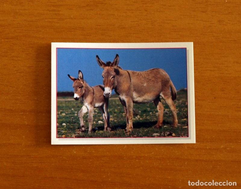 Coleccionismo Cromos antiguos: Cachorros - Baby Animals - N&ordm; 177 - Editorial Panini A&ntilde;o 1997 - Cromo Adhesivo Nunca Pegado