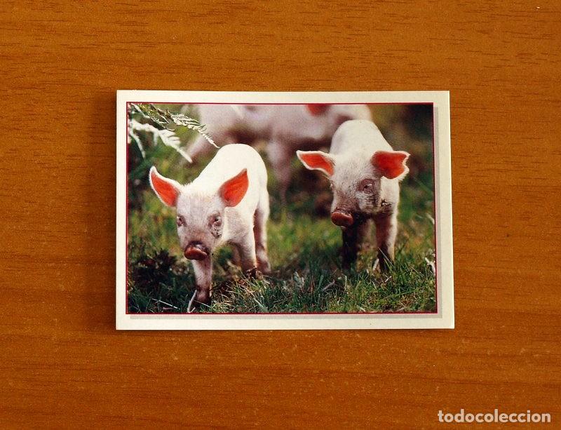 Coleccionismo Cromos antiguos: Cachorros - Baby Animals - N&ordm; 178 - Editorial Panini A&ntilde;o 1997 - Cromo Adhesivo Nunca Pegado