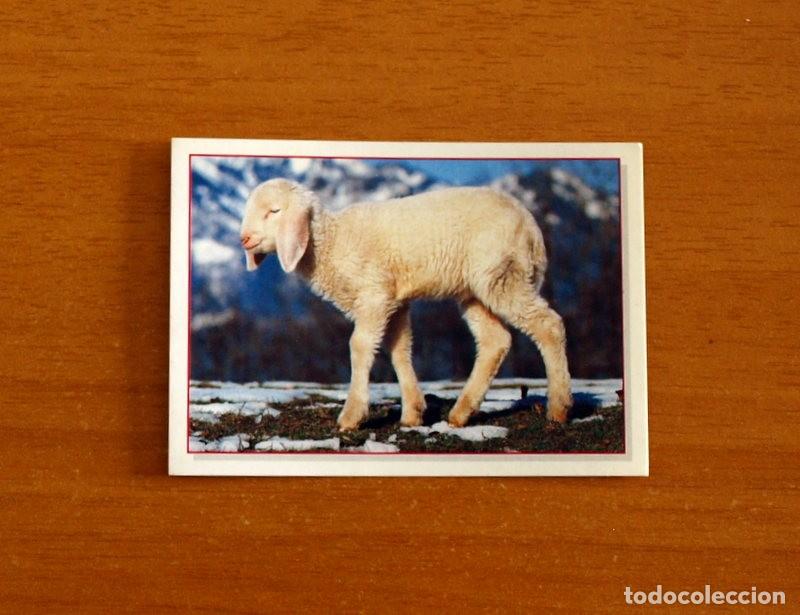 Coleccionismo Cromos antiguos: Cachorros - Baby Animals - N&ordm; 179 - Editorial Panini A&ntilde;o 1997 - Cromo Adhesivo Nunca Pegado