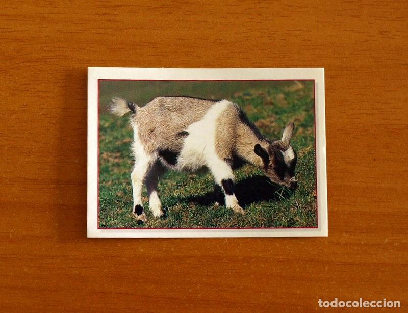 Coleccionismo Cromos antiguos: Cachorros - Baby Animals - N&ordm; 180 - Editorial Panini A&ntilde;o 1997 - Cromo Adhesivo Nunca Pegado