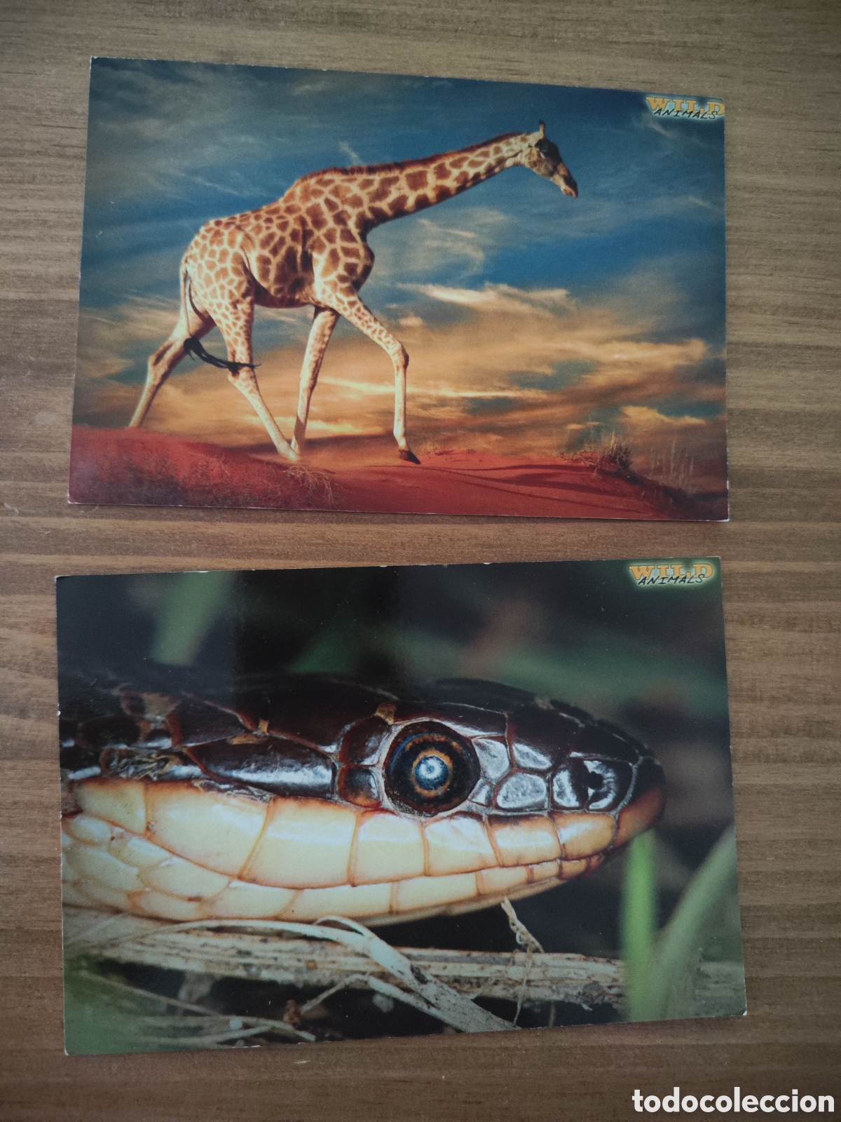 Coleccionismo Cromos antiguos: Lote 2 cromos cartas mundicromo Wild Animals