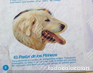 Coleccionismo Cromos antiguos: CROMO BOLLYCAO amigos y colegas 43