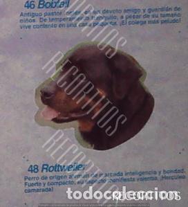 Coleccionismo Cromos antiguos: CROMO BOLLYCAO amigos y colegas 48