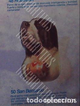 Coleccionismo Cromos antiguos: CROMO BOLLYCAO amigos y colegas 50
