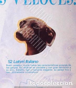 Coleccionismo Cromos antiguos: CROMO BOLLYCAO amigos y colegas 52
