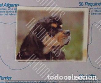 Coleccionismo Cromos antiguos: CROMO BOLLYCAO amigos y colegas 3