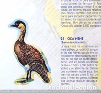 Collezionismo Figurine antiche: CROMO BOLLYCAO fauna en peligro 24