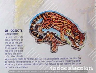 Collezionismo Figurine antiche: CROMO BOLLYCAO fauna en peligro 28