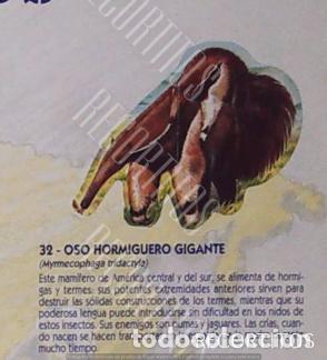 Collezionismo Figurine antiche: CROMO BOLLYCAO fauna en peligro 32