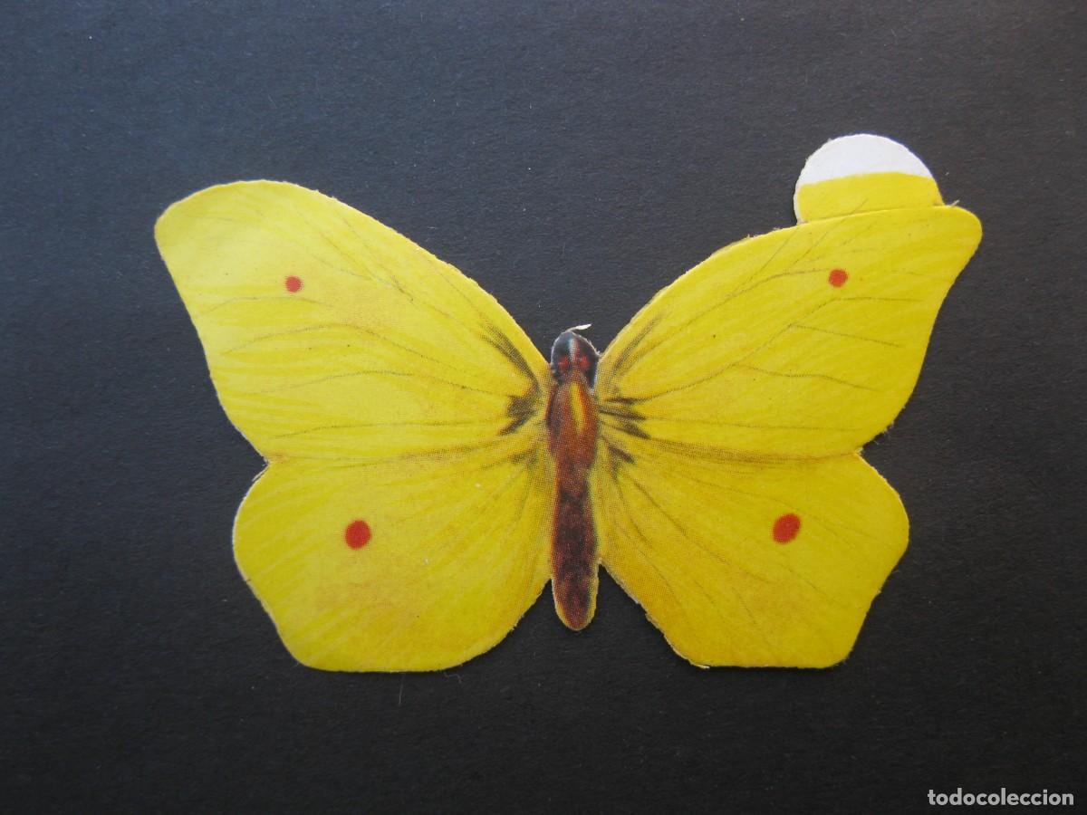 Coleccionismo Cromos antiguos: MARIPOSAS - CROMO N&ordm; 15 - COLIAS LIMON - DONUTS - PANRICO - NUNCA PEGADO.