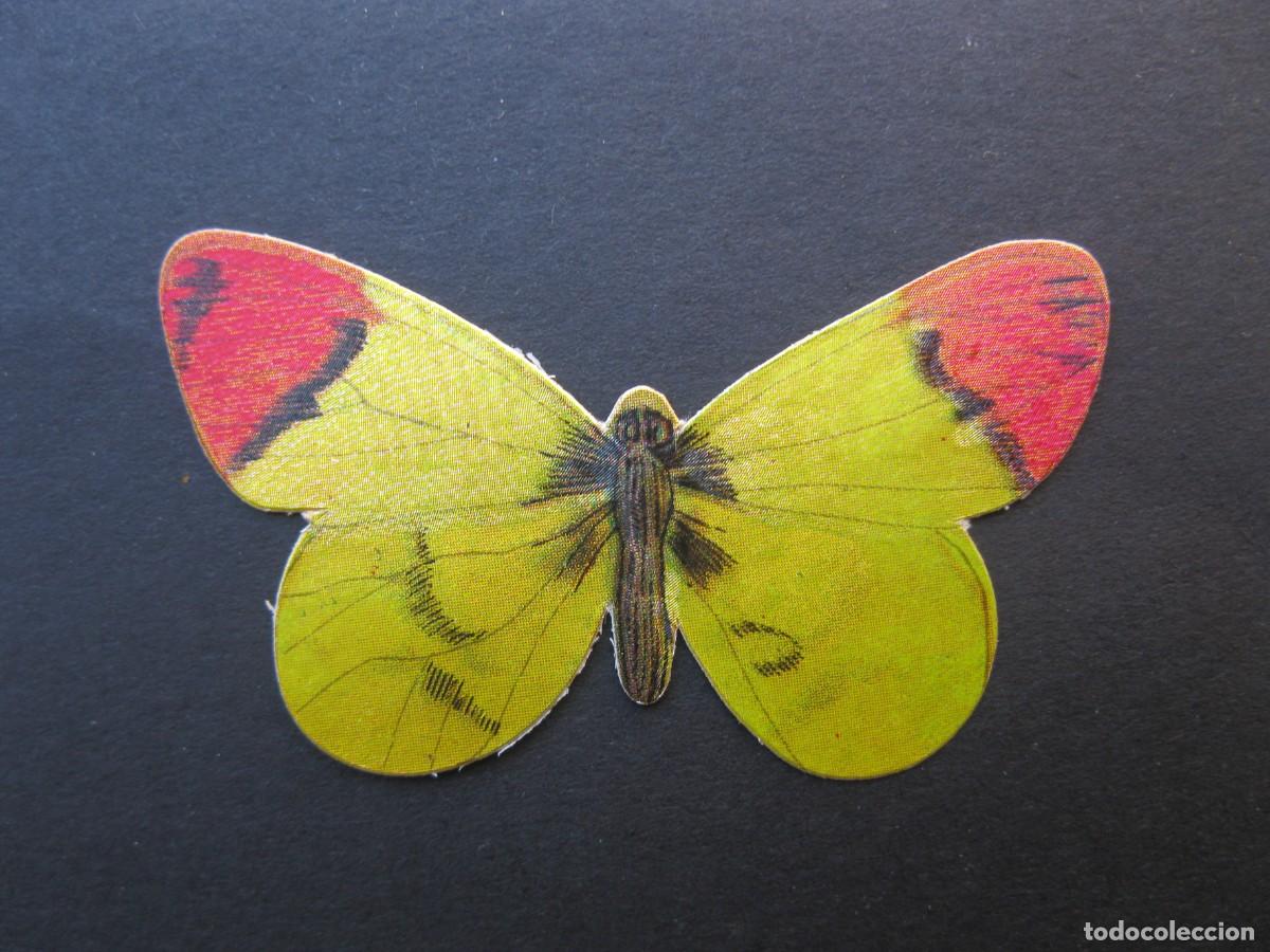 Coleccionismo Cromos antiguos: LAS CIEN MARIPOSAS M&Aacute;S BELLAS DEL MUNDO - CROMO N&ordm; 21 - AURORA O PUNTANARANJADA - PANRICO.