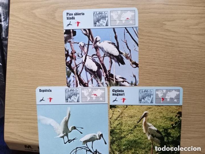 Coleccionismo Cromos antiguos: FICHAS ANIMALES -- PICO ABIERTO HINDU - ESPATULA - CIG&Uuml;E&Ntilde;A MAGNARI