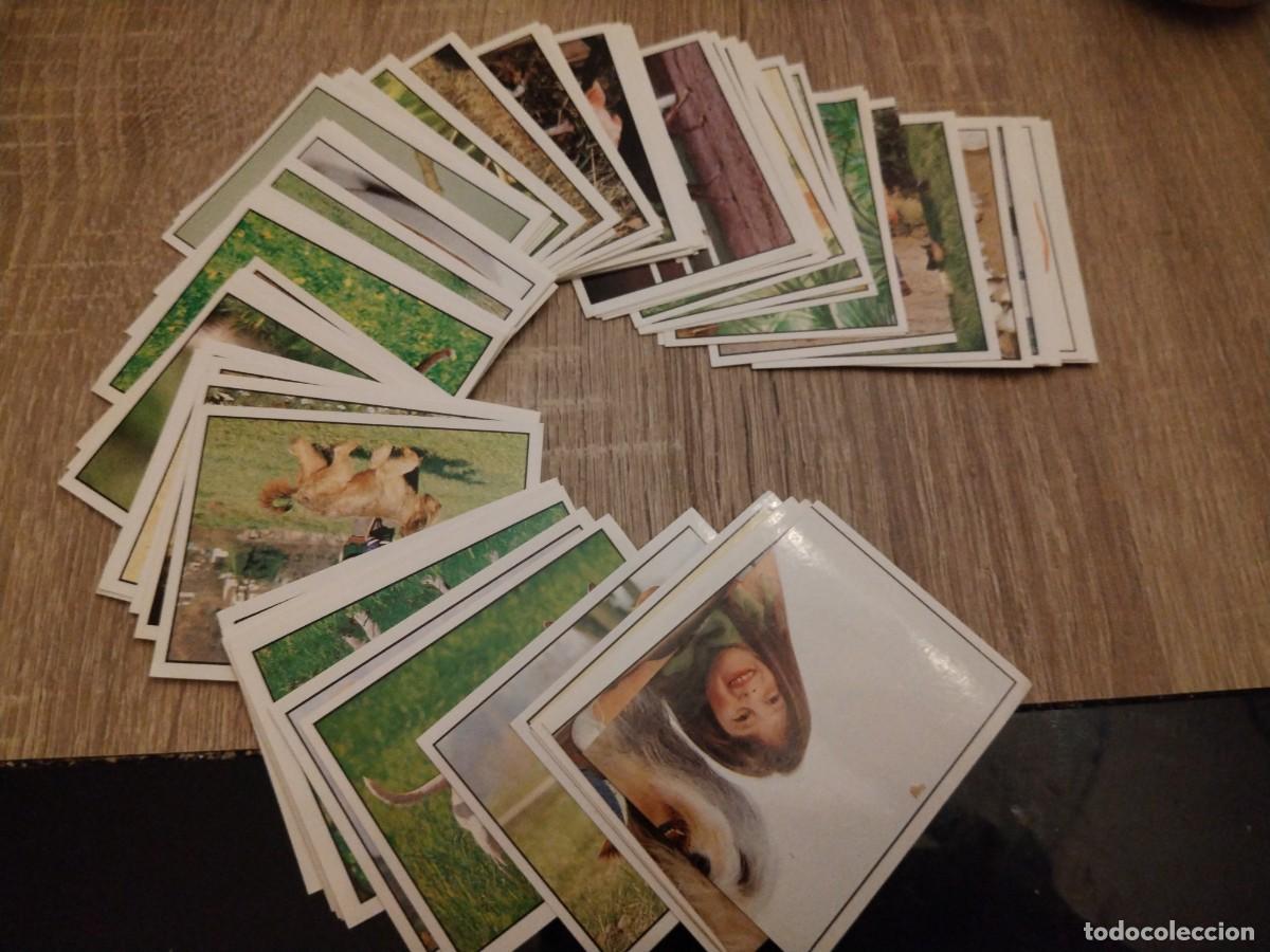 Coleccionismo cromos antiguos: Mis animales preferidos- lote de 83 cromos diferentes nuevos