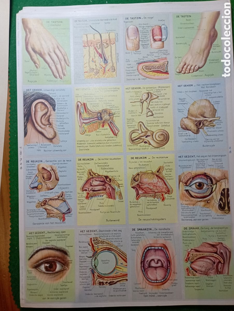 Coleccionismo cromos antiguos: 3 hojas 33x25 con 48 cromos El cuerpo humano y celulas. 1951