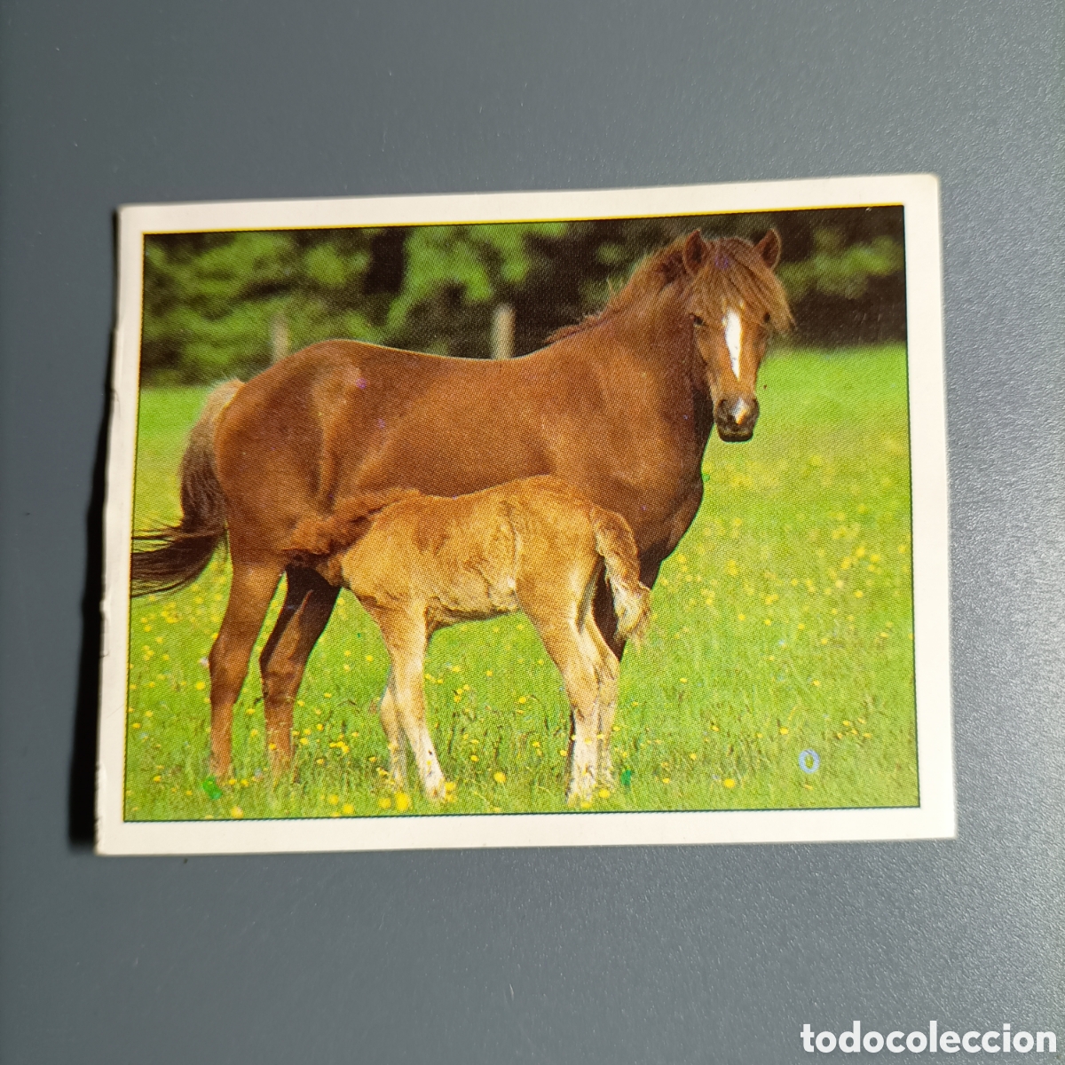 Collectionnisme Cartes &agrave; collectionner anciennes: CROMO Sticker. PANINI. Historias de Caballos - №1