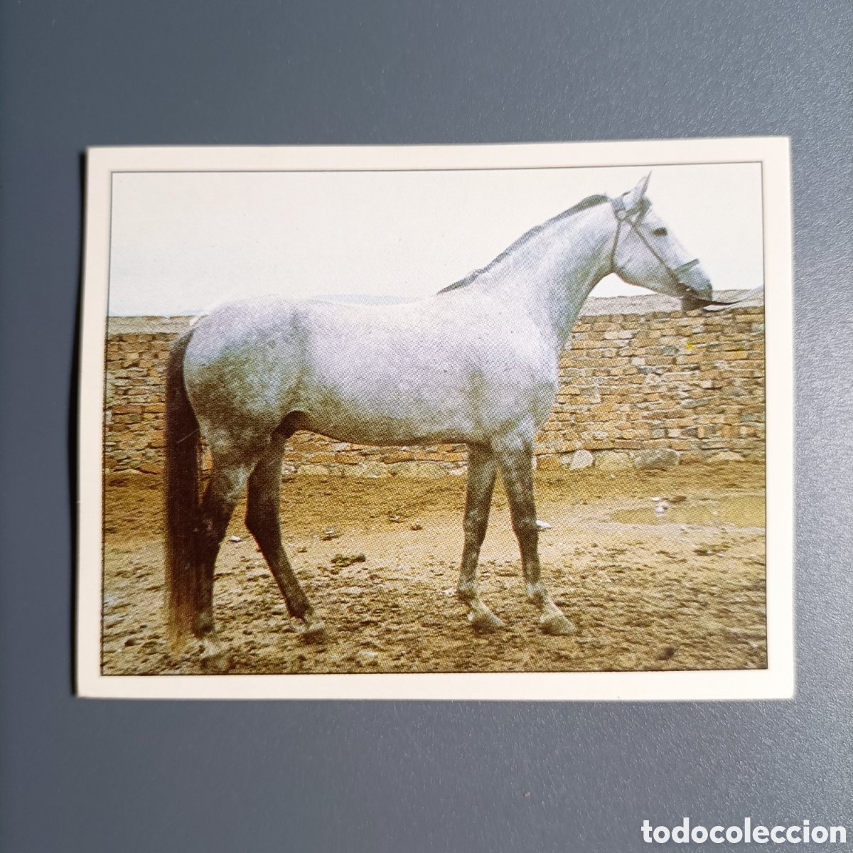 Collectionnisme Cartes &agrave; collectionner anciennes: CROMO Sticker. PANINI. Historias de Caballos - №49