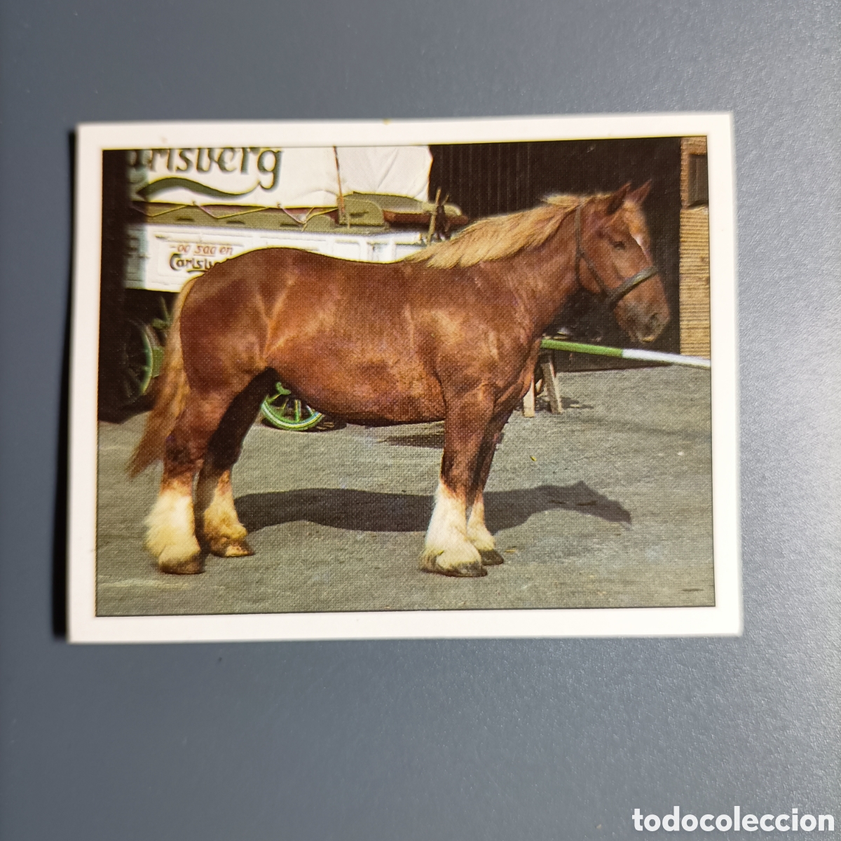 Coleccionismo cromos antiguos: CROMO Sticker. PANINI. Historias de Caballos - №50