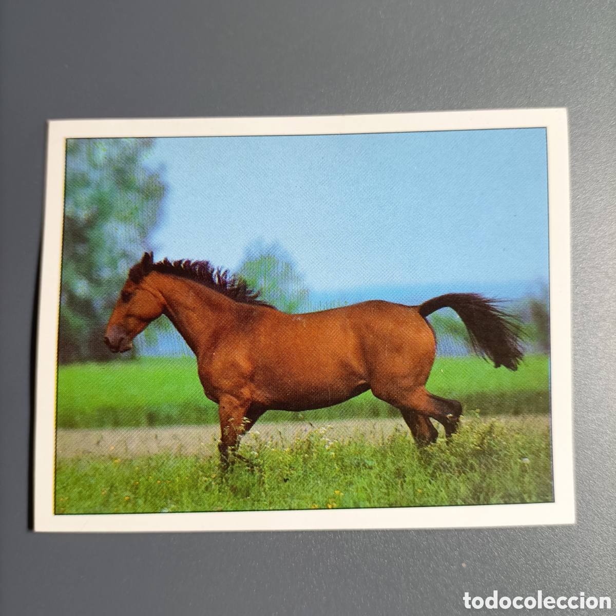 Coleccionismo cromos antiguos: CROMO Sticker. PANINI. Historias de Caballos - №43